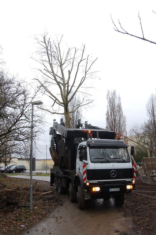 Baumverpflanzung Metzingen Januar 2012