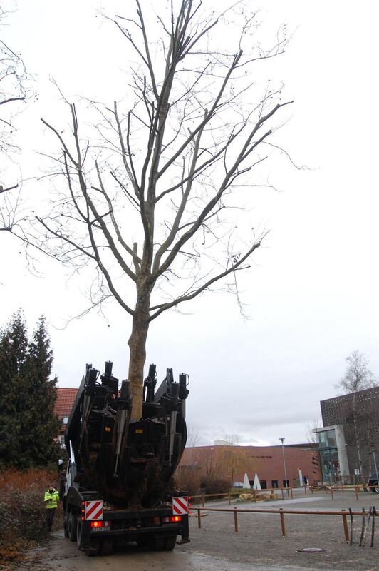 Baumverpflanzung Metzingen Januar 2012