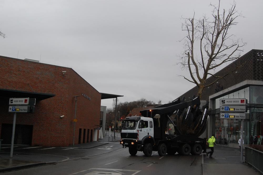 Baumverpflanzung Metzingen Januar 2012