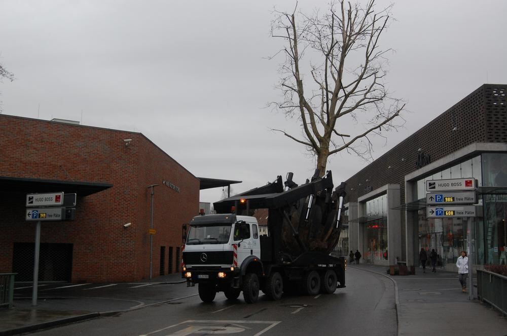 Baumverpflanzung Metzingen Januar 2012