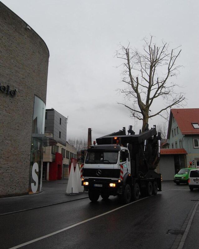 Baumverpflanzung Metzingen Januar 2012