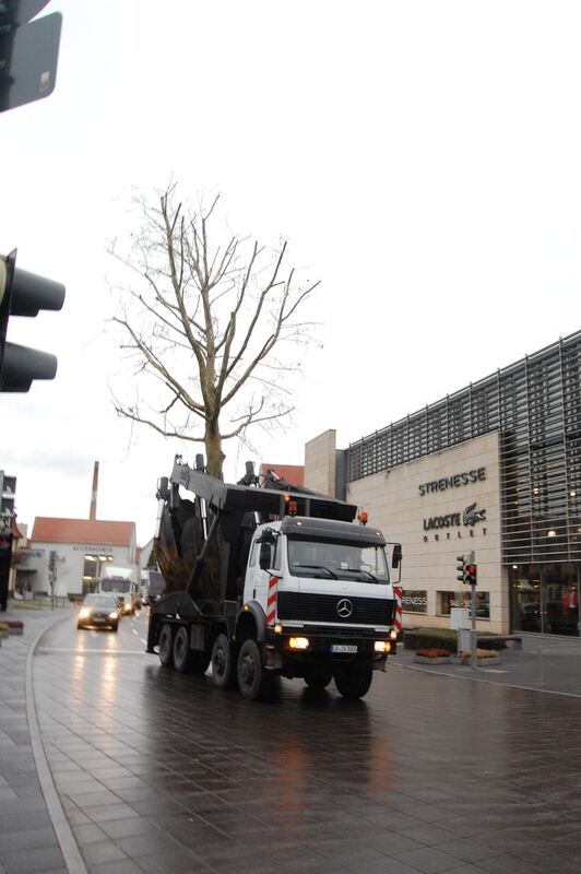 Baumverpflanzung Metzingen Januar 2012