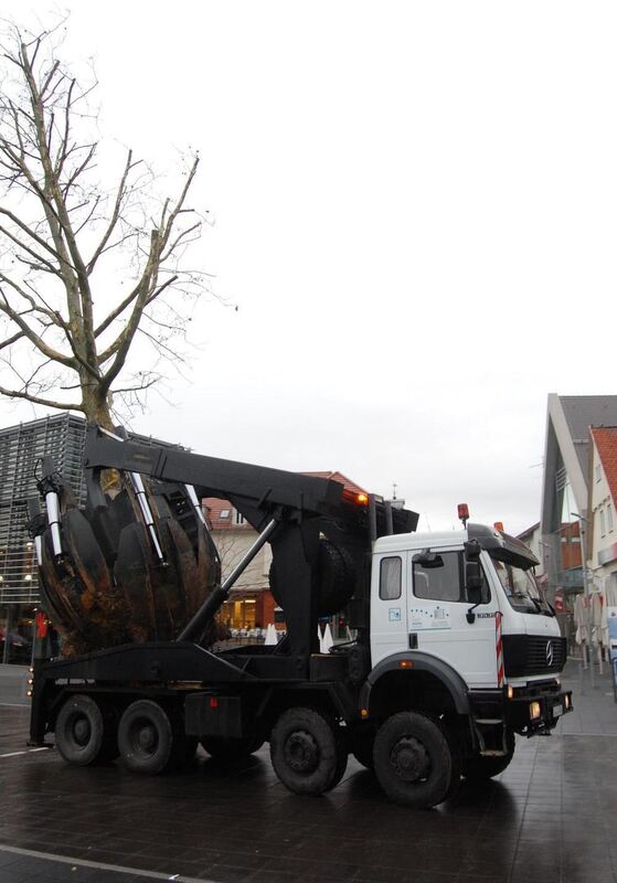 Baumverpflanzung Metzingen Januar 2012