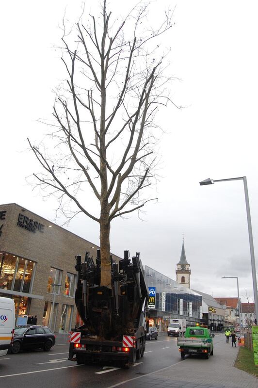 Baumverpflanzung Metzingen Januar 2012