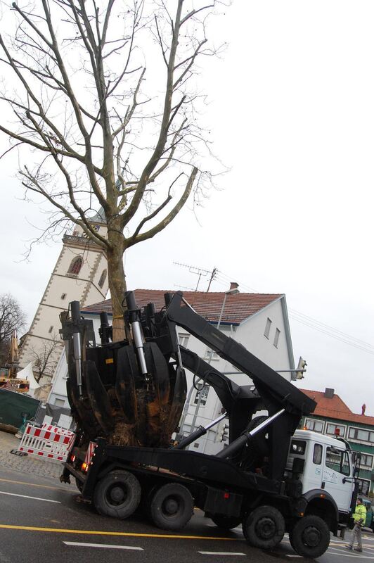 Baumverpflanzung Metzingen Januar 2012