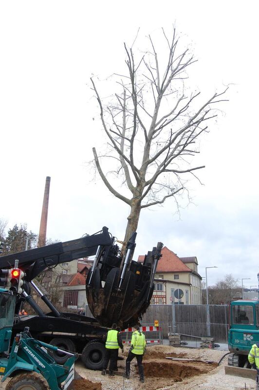 Baumverpflanzung Metzingen Januar 2012