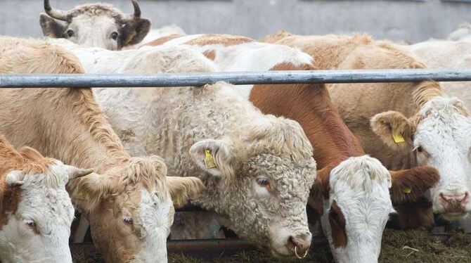 Die Enthornung von Rindern wird Züchter in nächster Zeit beschäftigen. FOTO: DPA