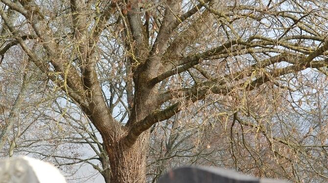 Urnengräber rund um einen großen Friedbaum ergänzen die Bestattungsmöglichkeiten auf dem Auchtertfriedhof.