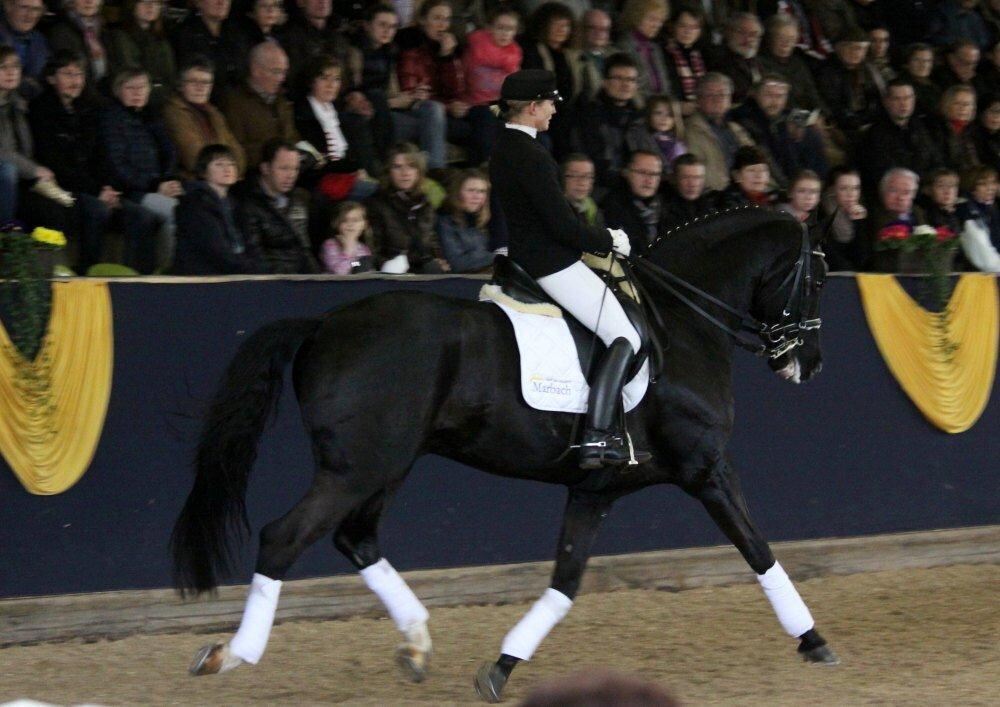 Reitpferde-Versteigerung Marbach März 2012