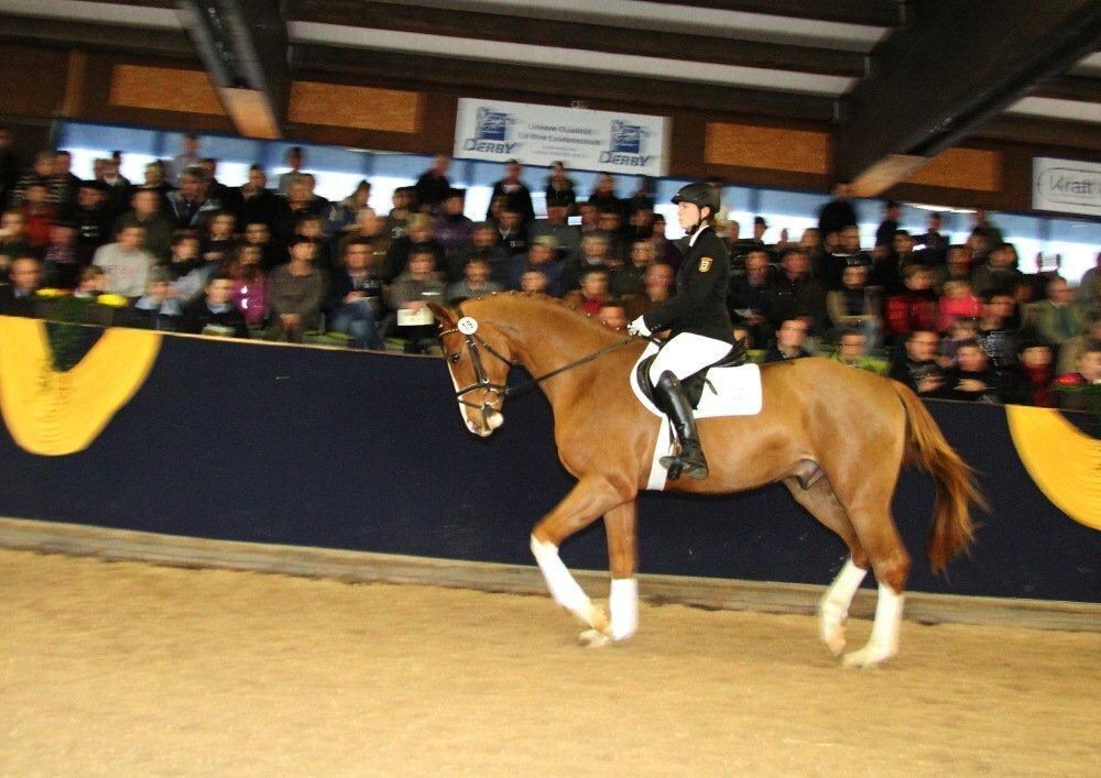 Reitpferde-Versteigerung Marbach März 2012