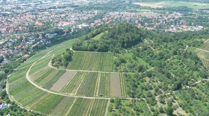 Semsakrebsler? Keine Spur! Auf dem Metzinger Weinberg wachsen mittlerweile respektable Tropfen, die sich sehen lassen können und