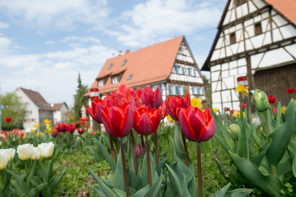 Tulpenblüte Gönningen 2012