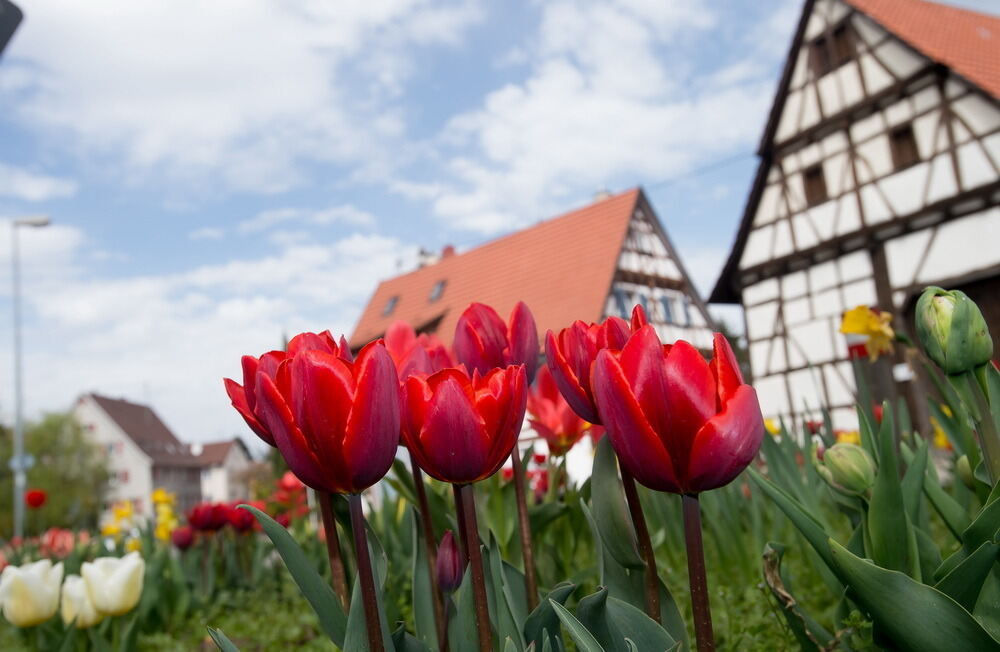 Tulpenblüte Gönningen 2012