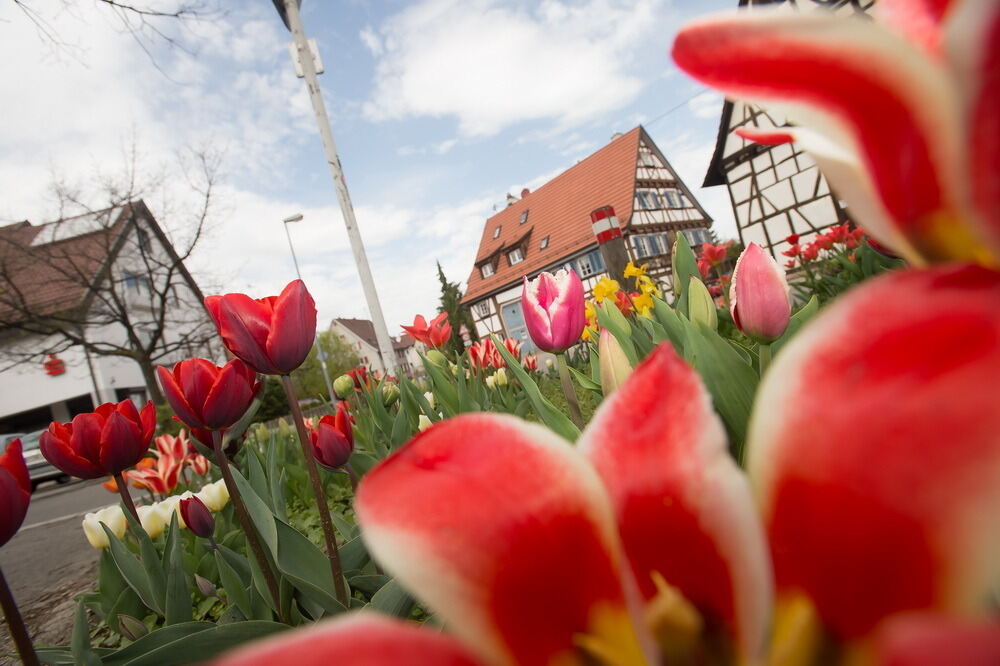 Tulpenblüte Gönningen 2012