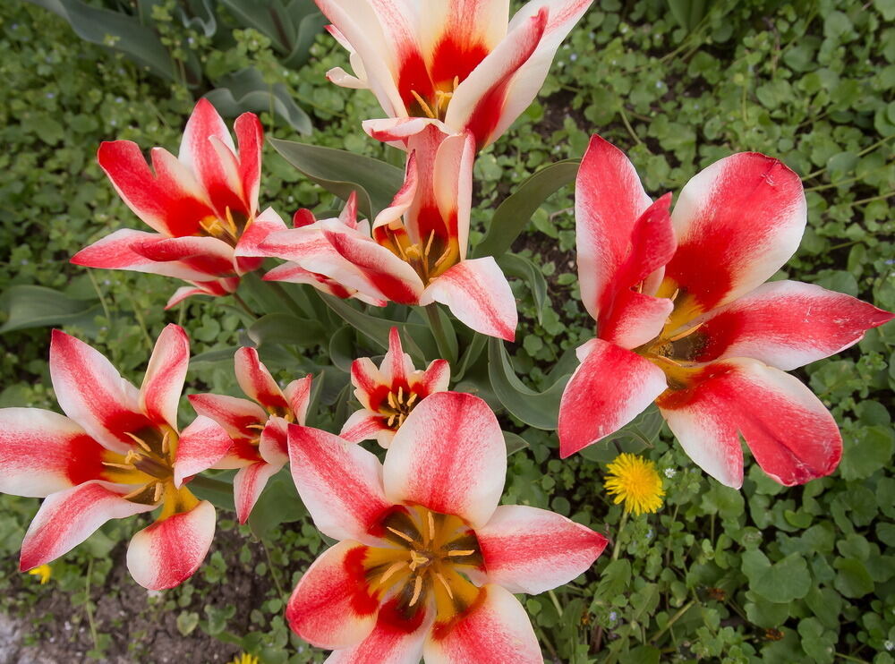 Tulpenblüte Gönningen 2012