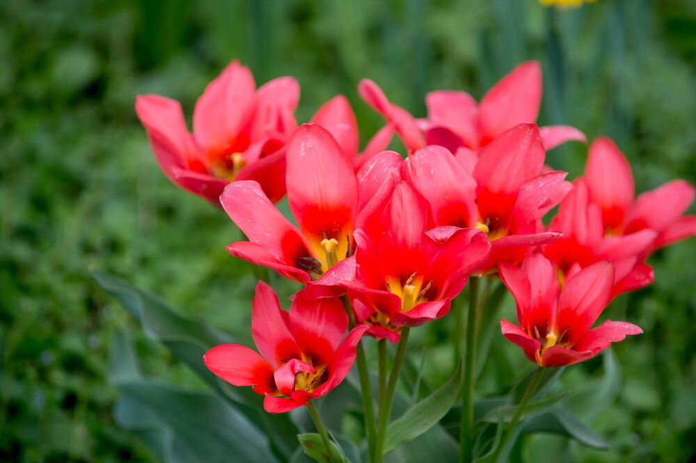 Tulpenblüte Gönningen 2012