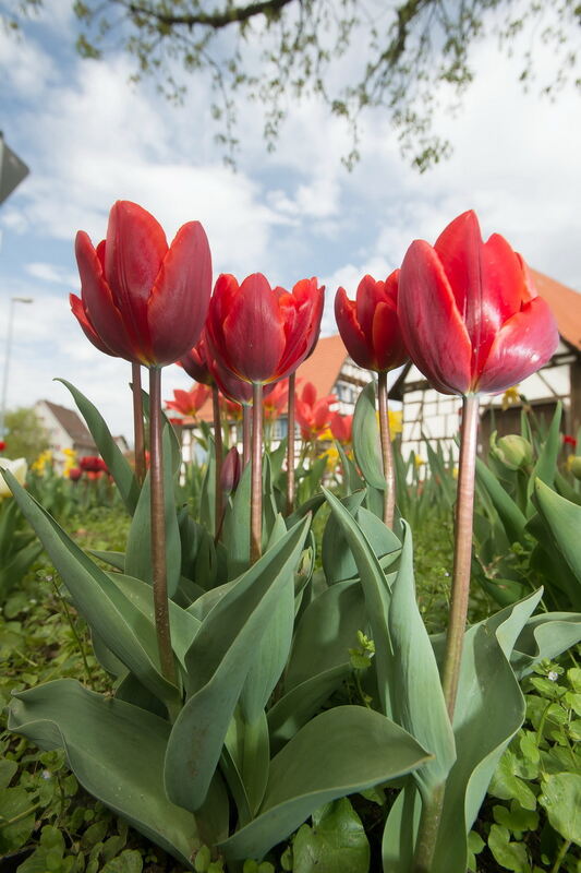 Tulpenblüte Gönningen 2012