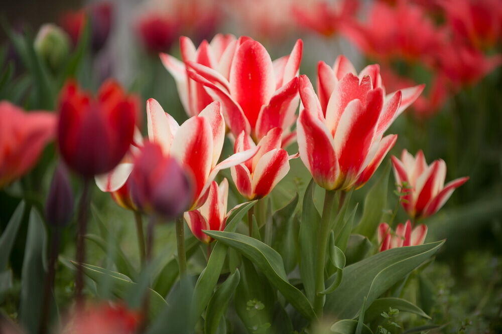 Tulpenblüte Gönningen 2012