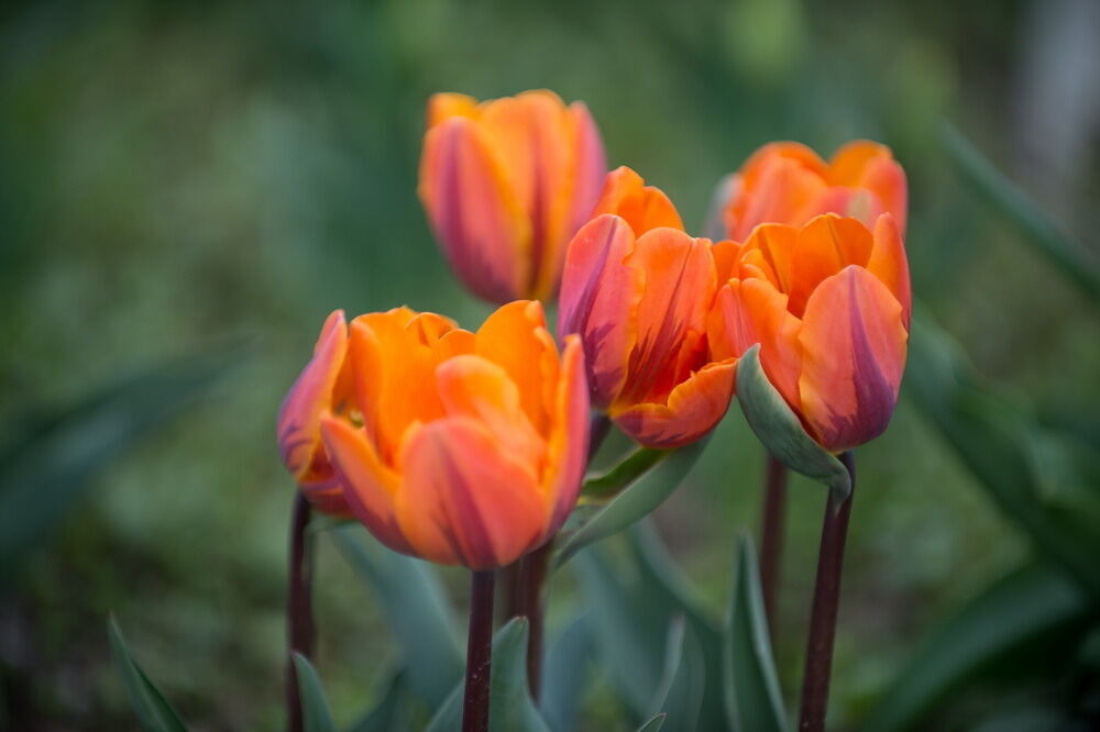 Tulpenblüte Gönningen 2012