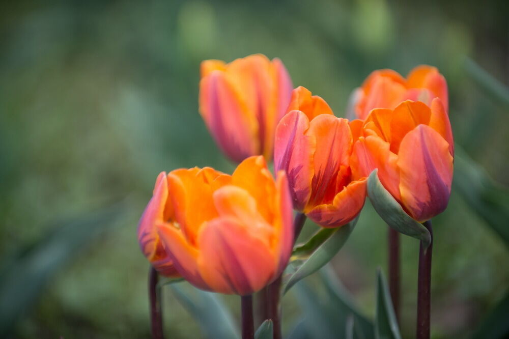 Tulpenblüte Gönningen 2012