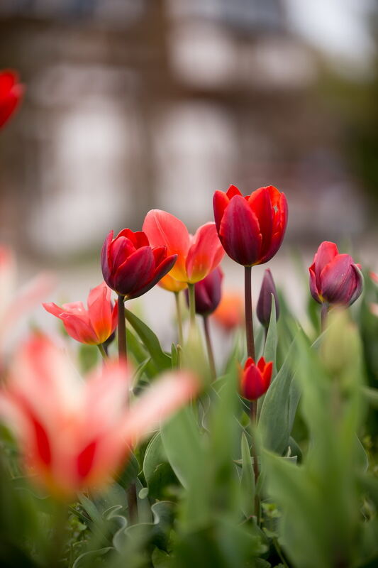 Tulpenblüte Gönningen 2012