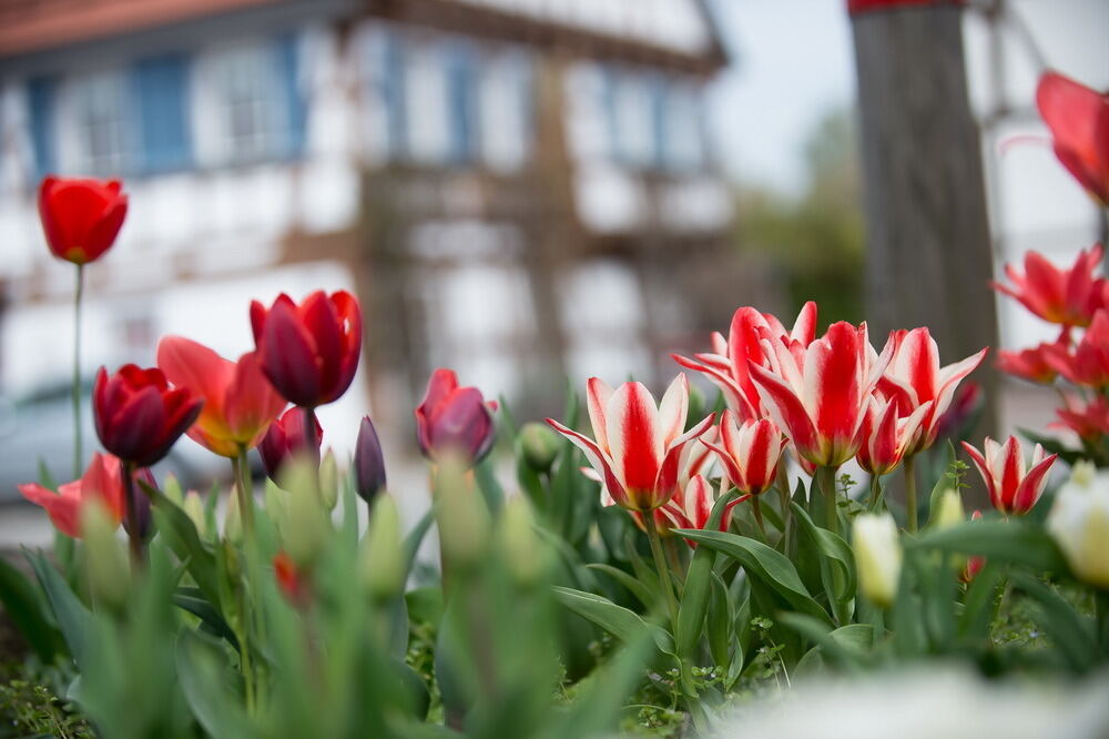 Tulpenblüte Gönningen 2012