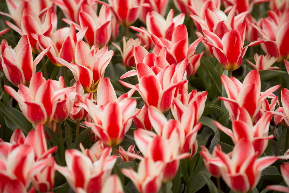 Tulpenblüte Gönningen 2012