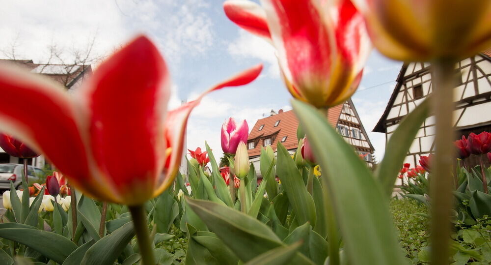 Tulpenblüte Gönningen 2012