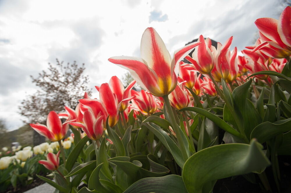 Tulpenblüte Gönningen 2012