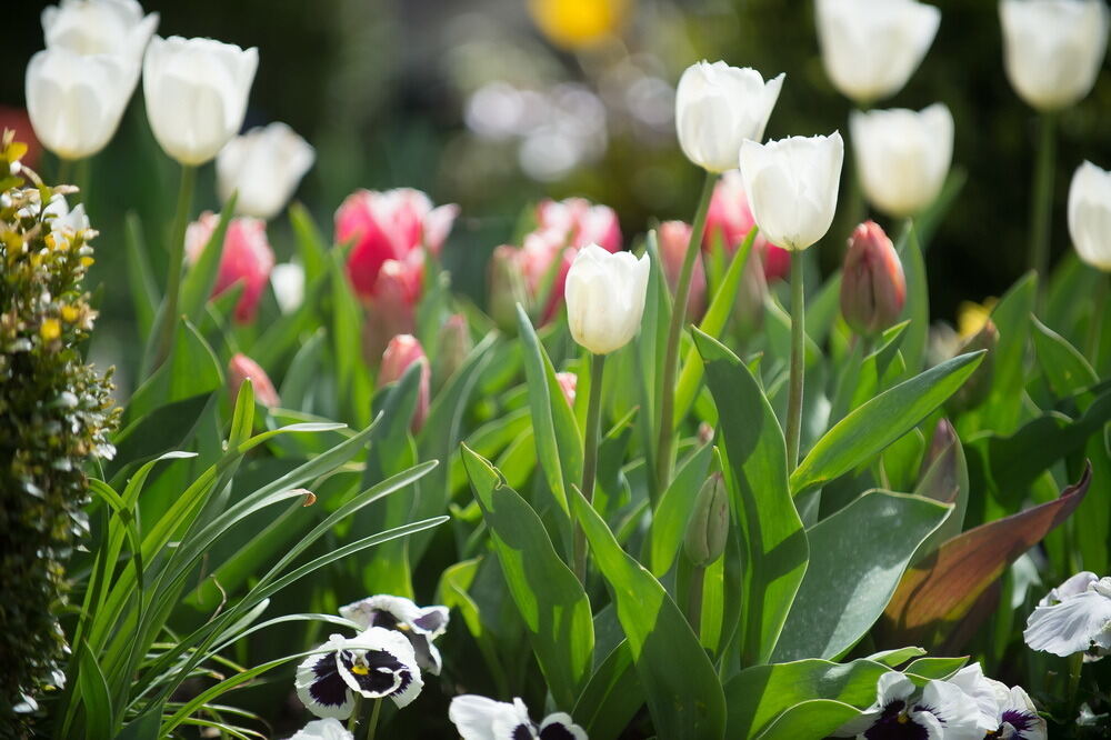 Tulpenblüte Gönningen 2012