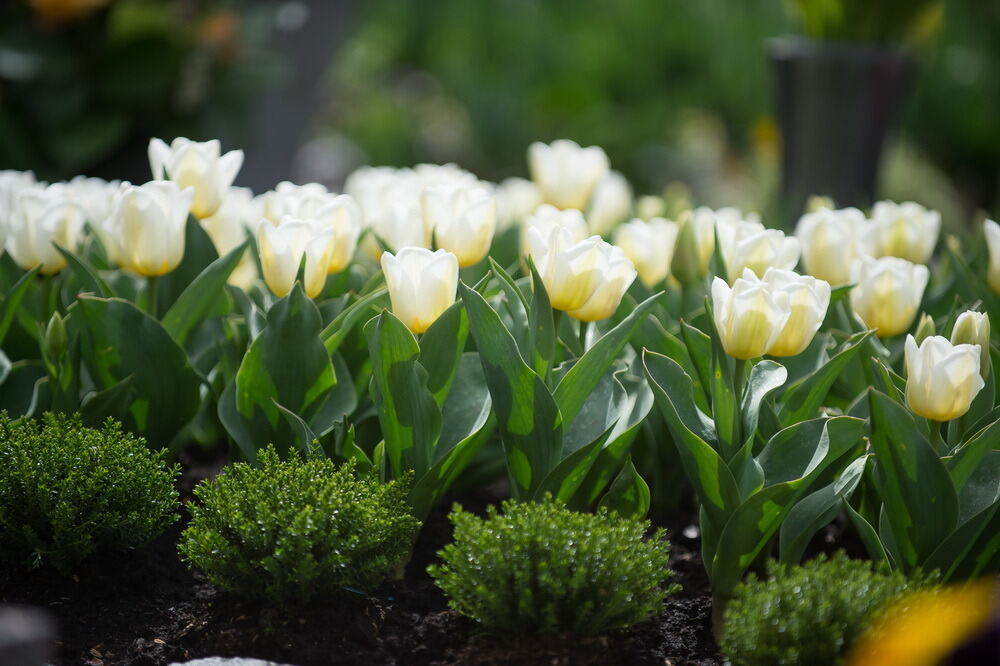 Tulpenblüte Gönningen 2012