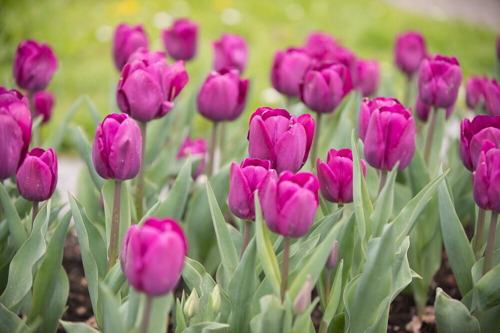 Tulpenblüte Gönningen 2012