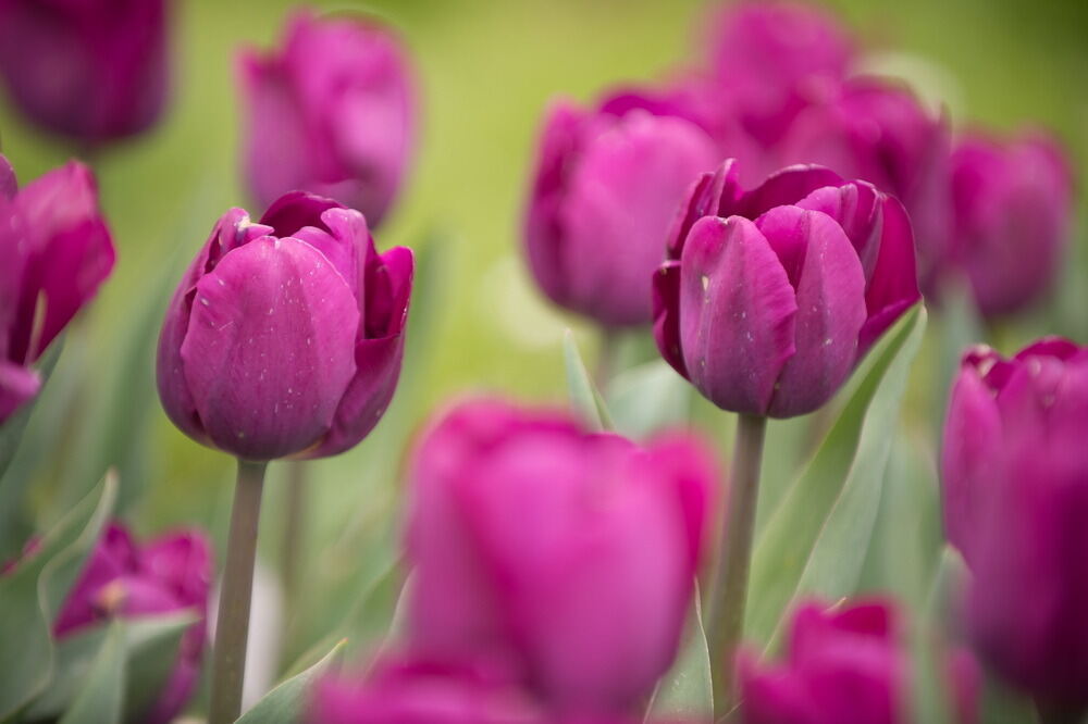 Tulpenblüte Gönningen 2012