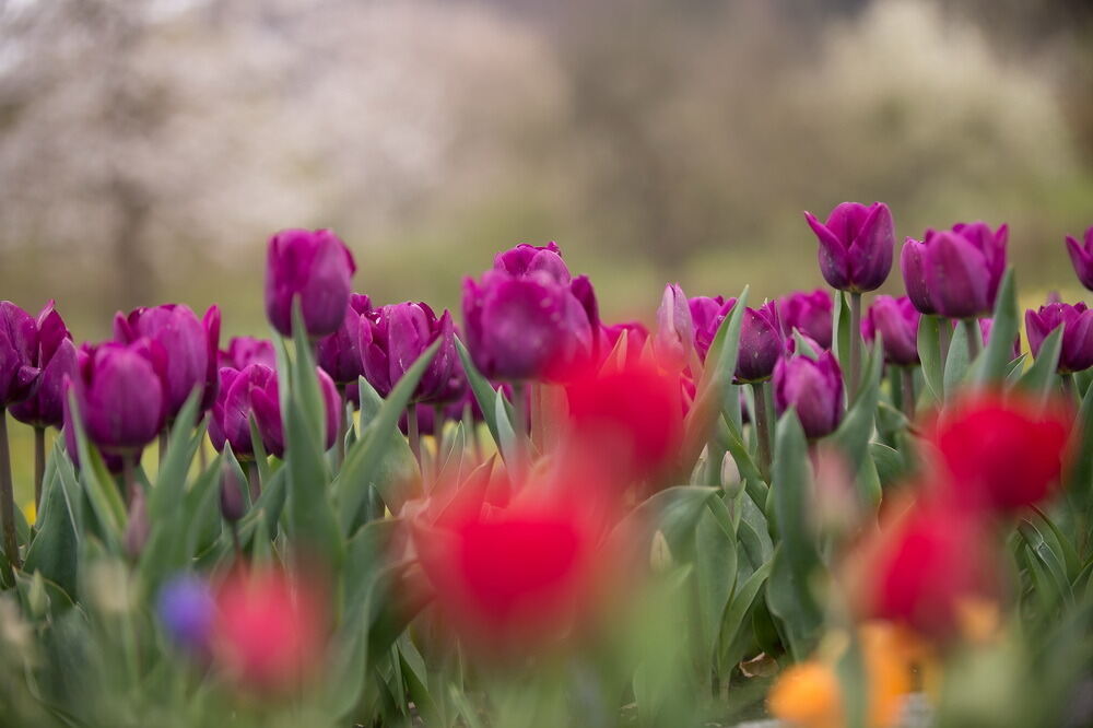 Tulpenblüte Gönningen 2012