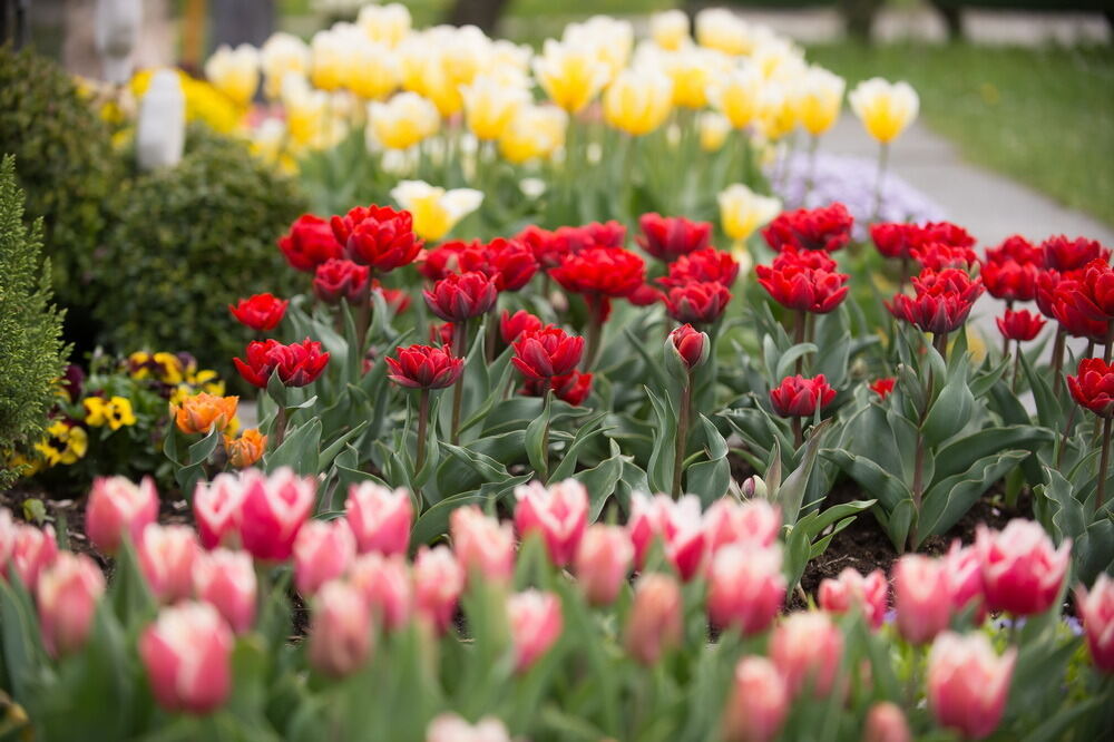 Tulpenblüte Gönningen 2012