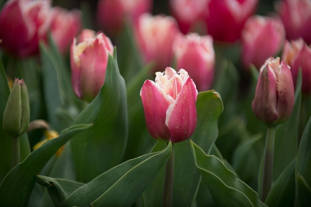 Tulpenblüte Gönningen 2012