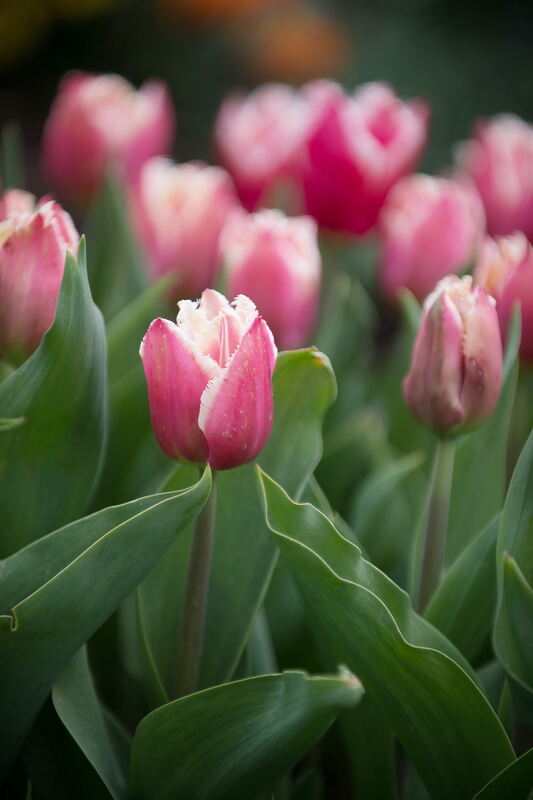 Tulpenblüte Gönningen 2012