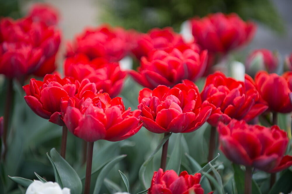 Tulpenblüte Gönningen 2012