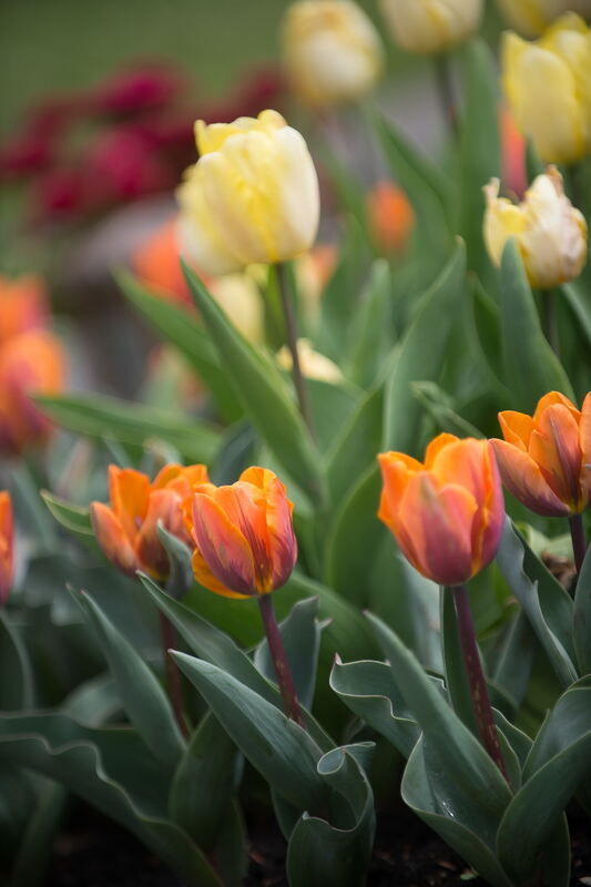 Tulpenblüte Gönningen 2012