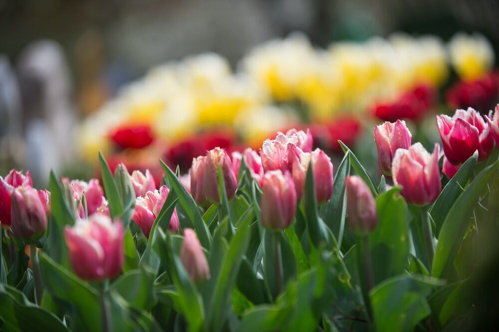 Tulpenblüte Gönningen 2012