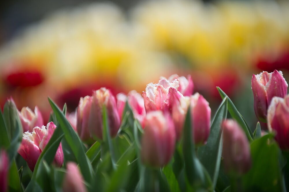 Tulpenblüte Gönningen 2012