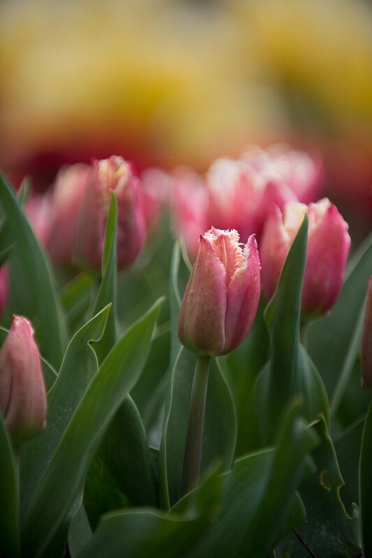 Tulpenblüte Gönningen 2012