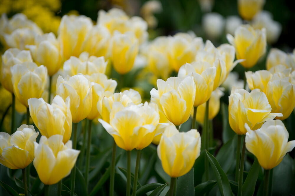 Tulpenblüte Gönningen 2012