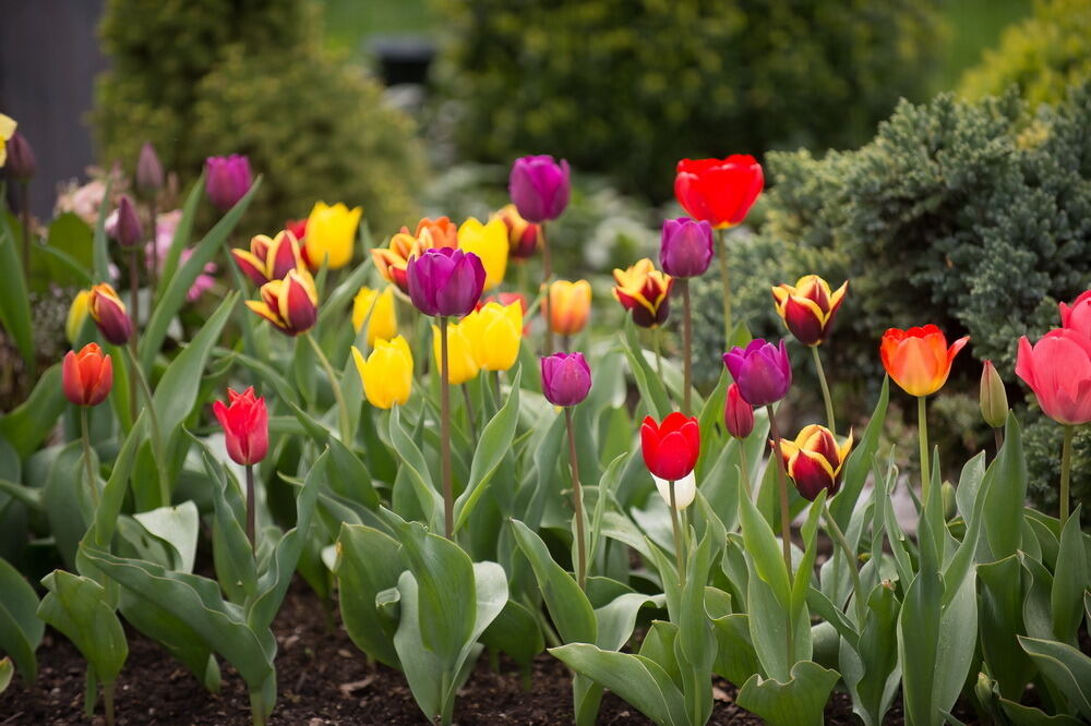 Tulpenblüte Gönningen 2012