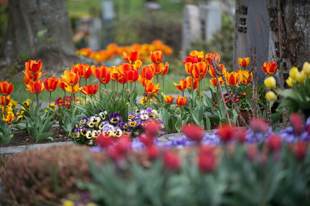 Tulpenblüte Gönningen 2012