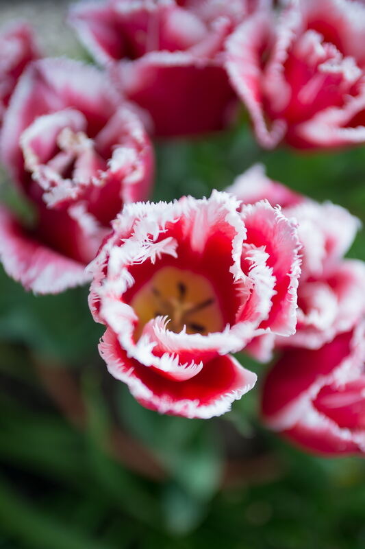 Tulpenblüte Gönningen 2012