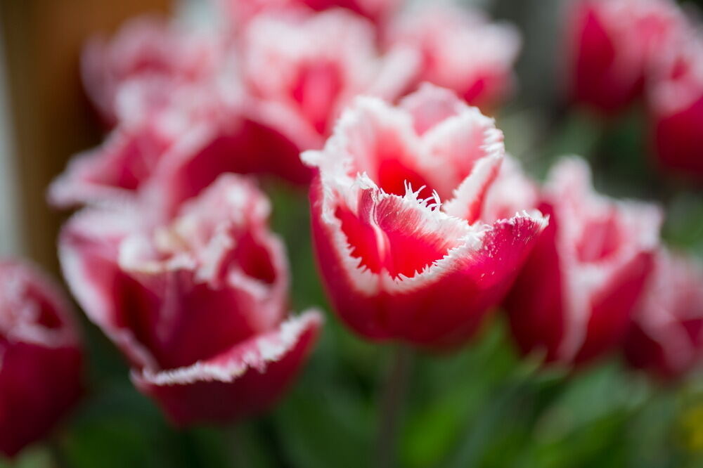 Tulpenblüte Gönningen 2012