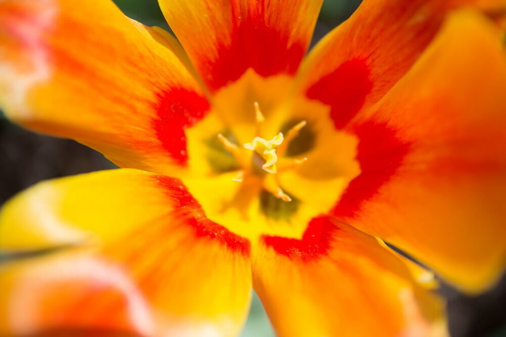 Tulpenblüte Gönningen 2012