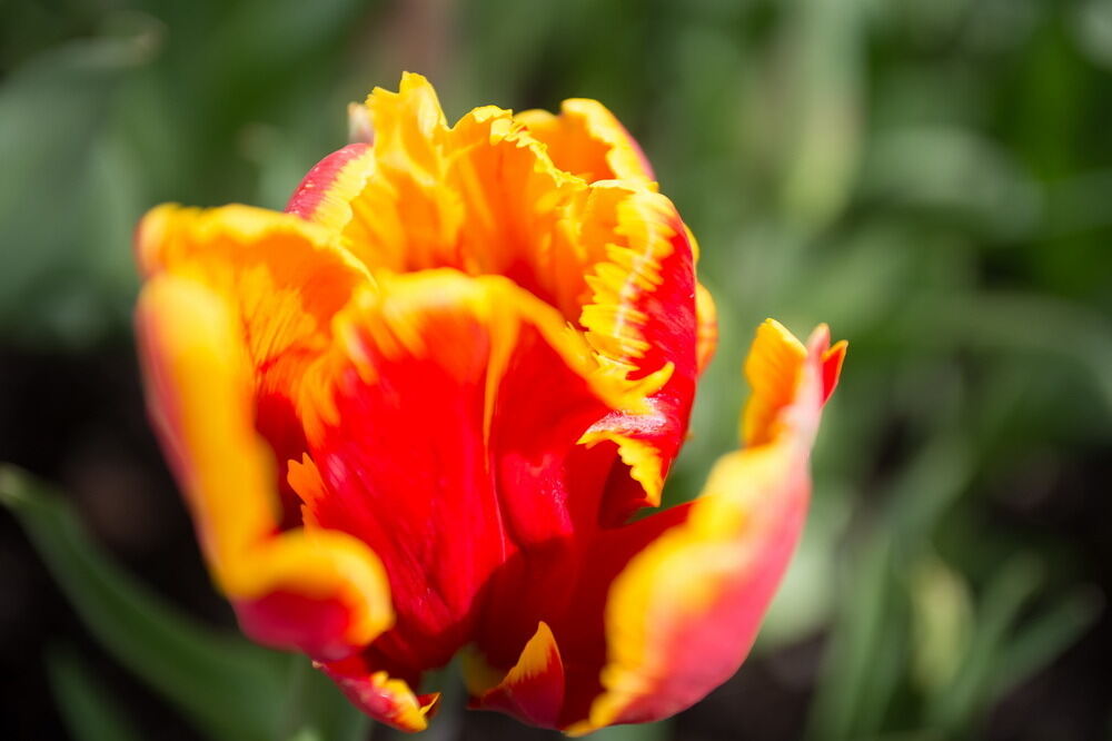 Tulpenblüte Gönningen 2012