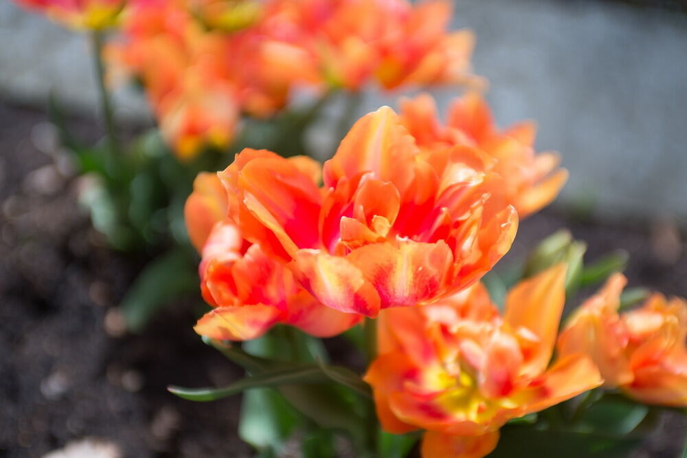 Tulpenblüte Gönningen 2012